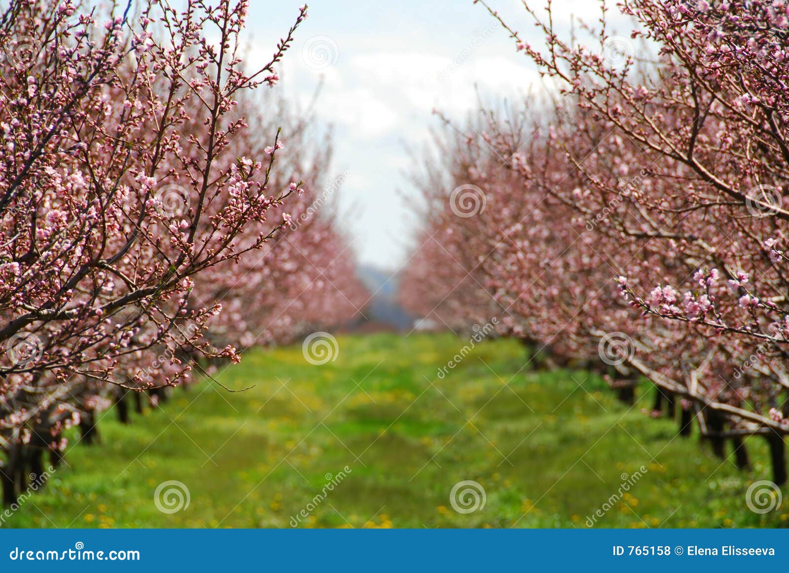 Blooming peach orchard stock photo. Image of fruit, tree 765158