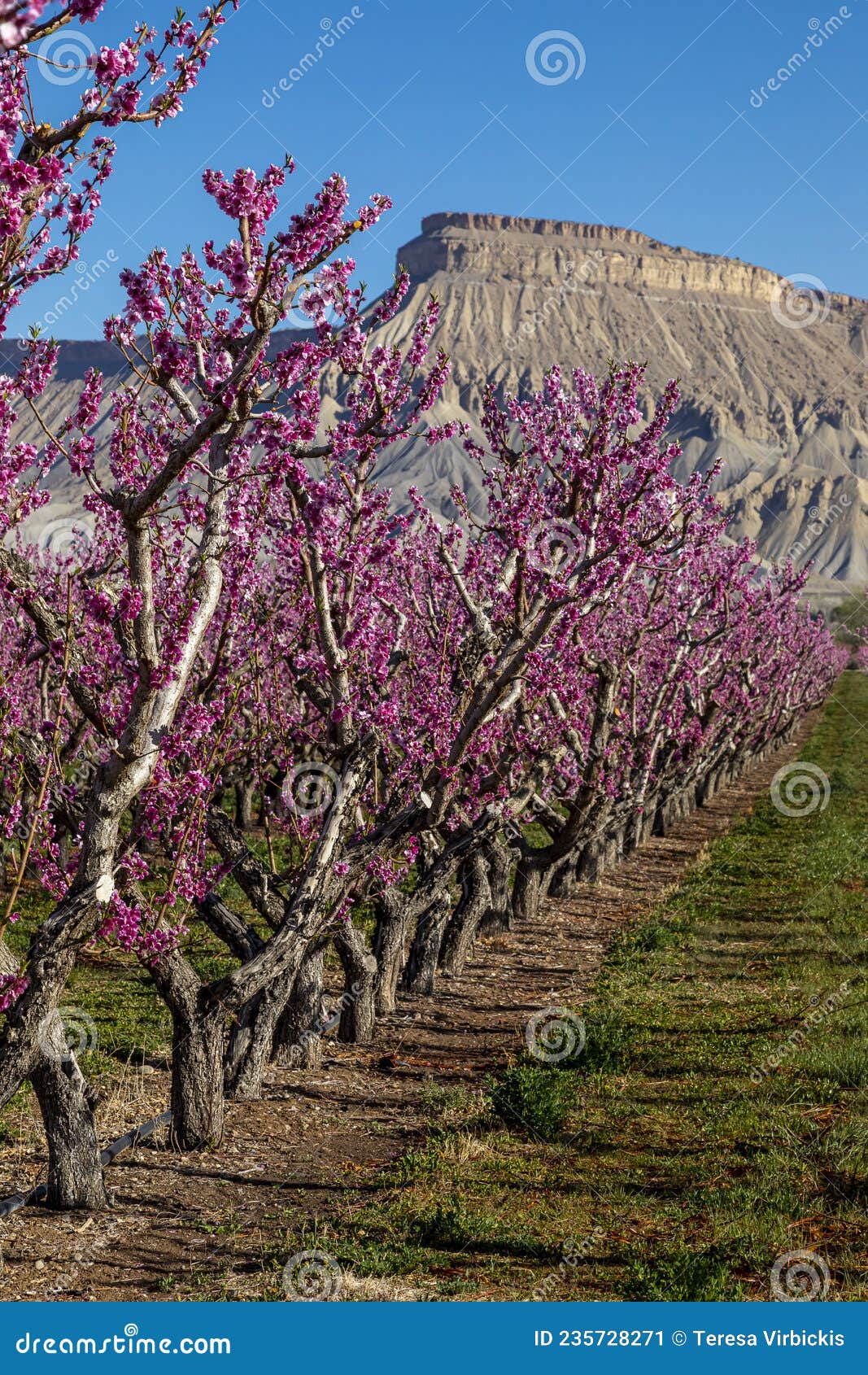 Blooming Peach Orchards in Palisade Colorado in Spring Stock Image Image of western, mesa