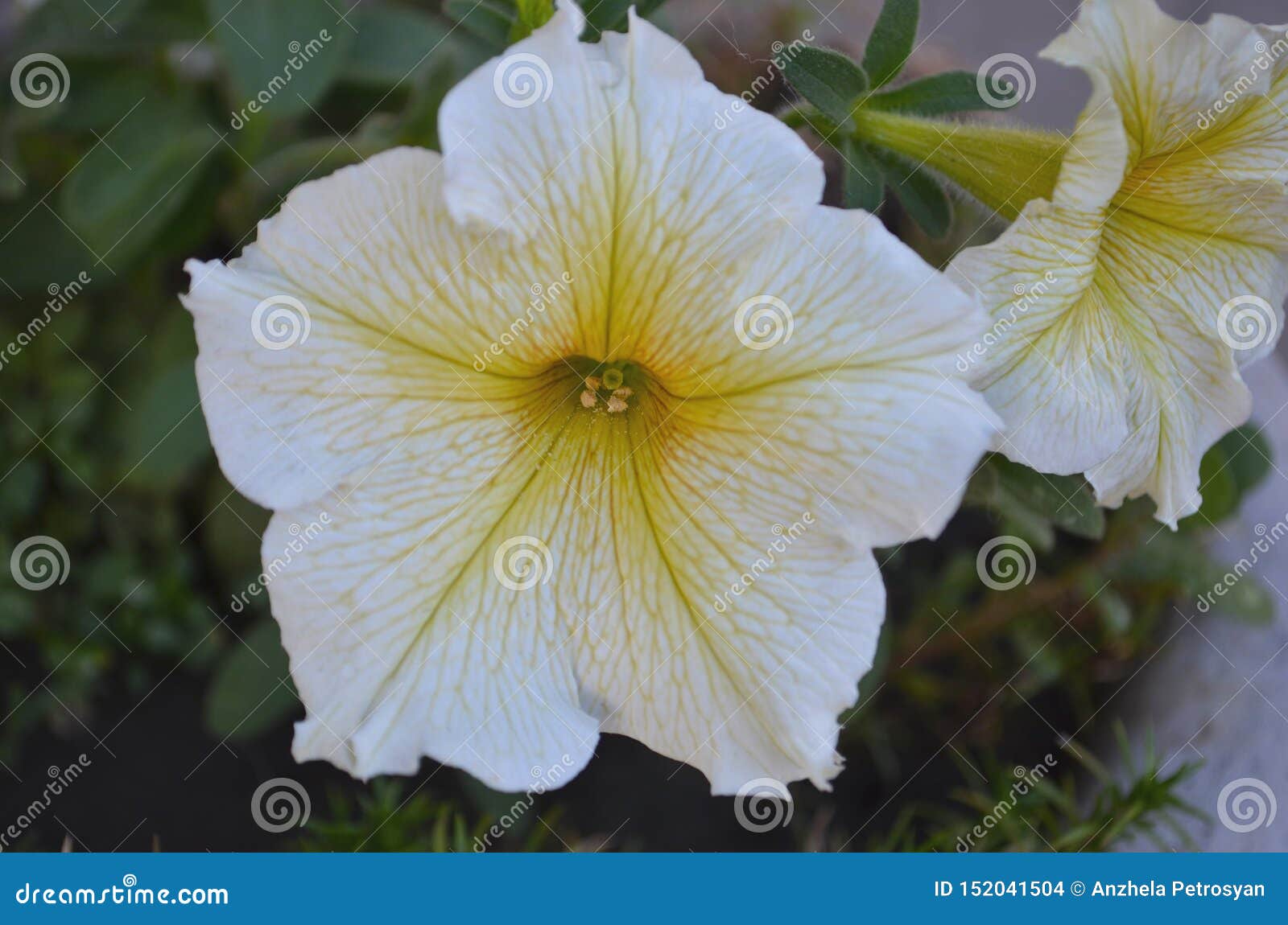 Blooming Petunia Flowers Petunia Hybrida Stock Photo - Image of happy ...