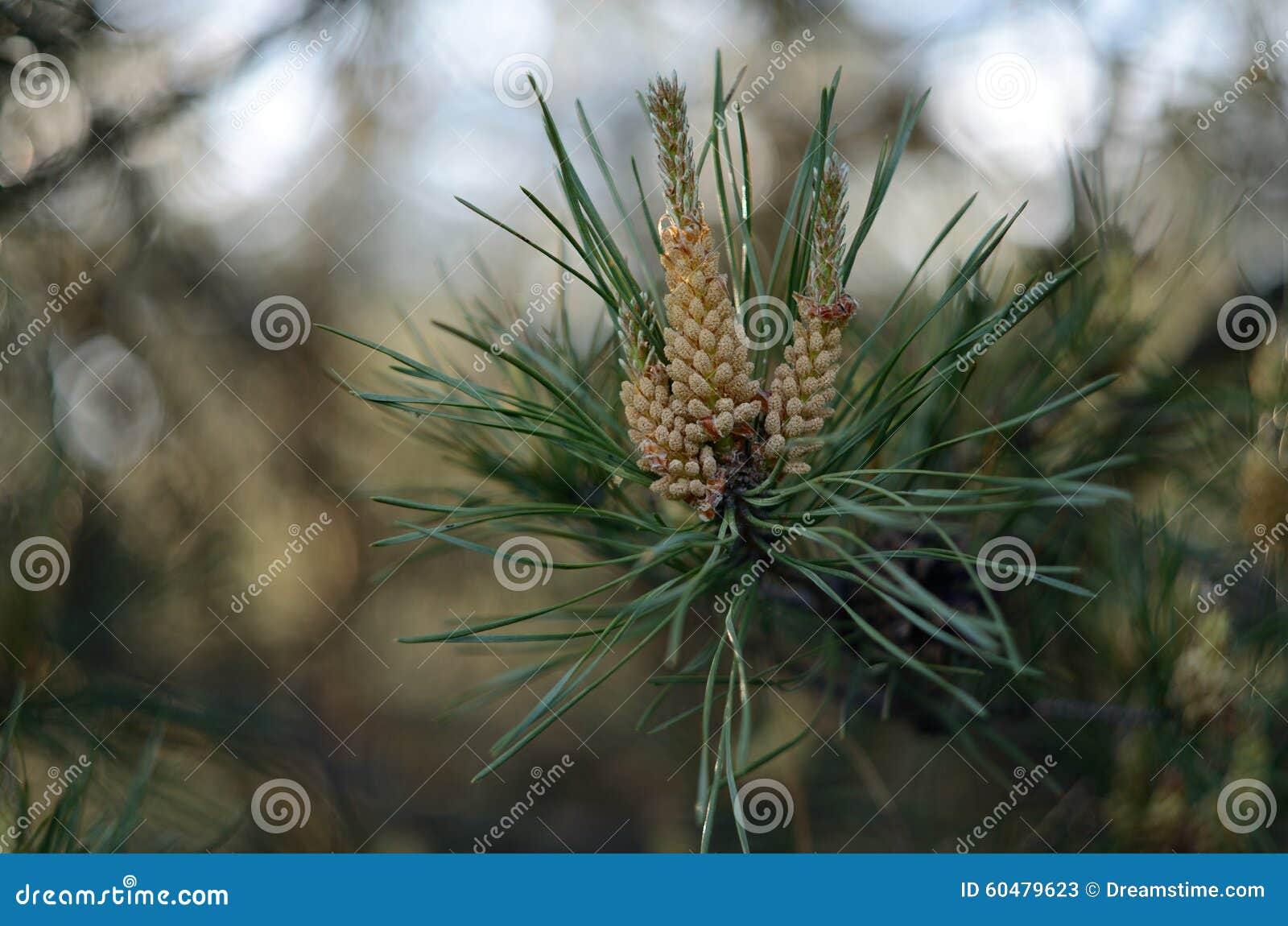 Blooming pine stock image. Image of pine, nature, tree 60479623