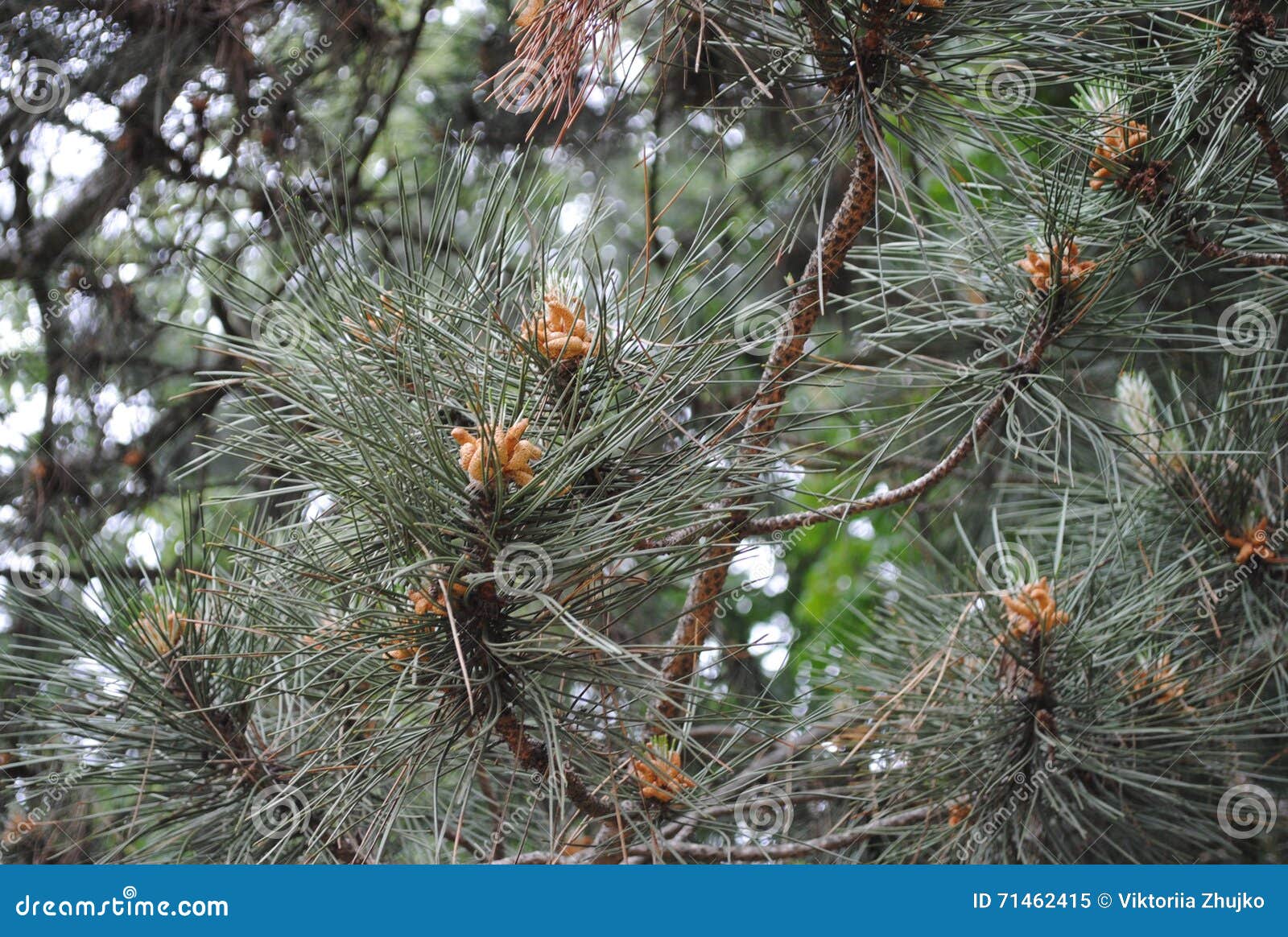 Blooming pine stock image. Image of uncool, flowers, nice 71462415