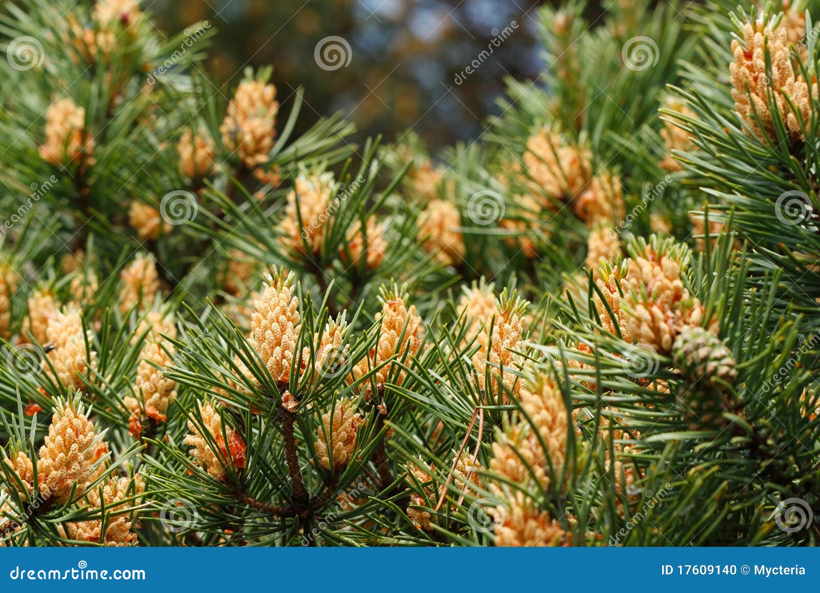 Blooming pine tree stock photo. Image of living, brown 17609140