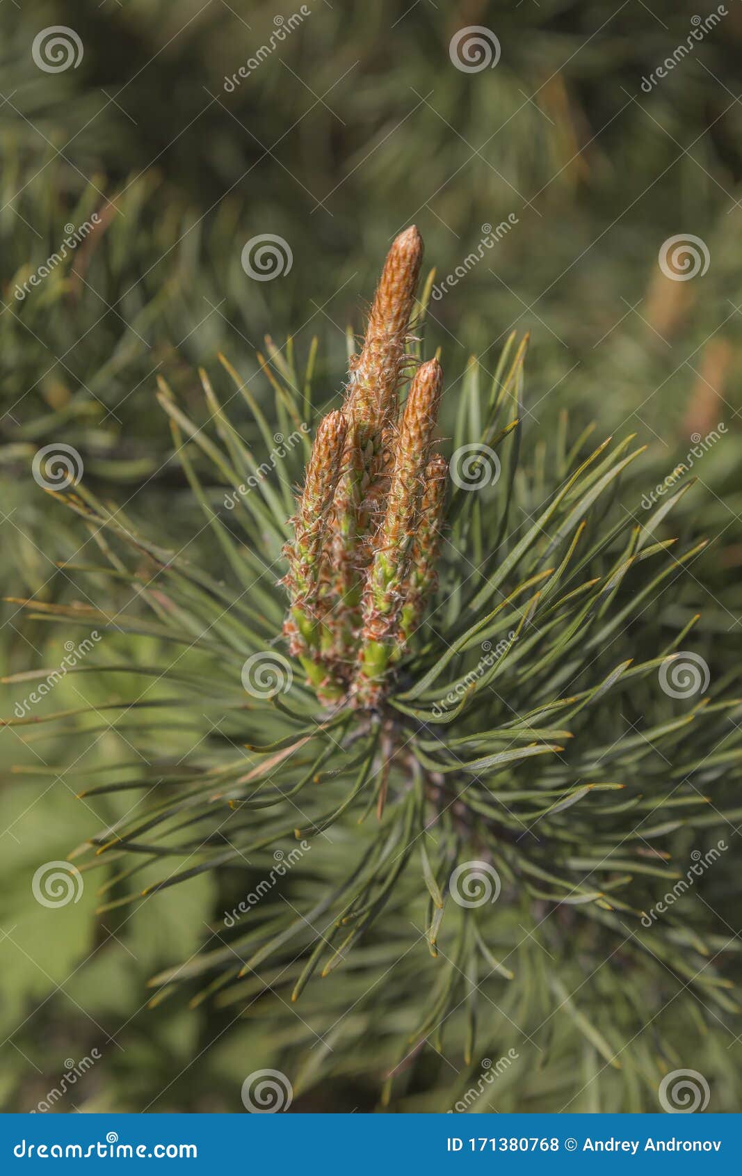 The blooming pine tree stock photo. Image of needle 171380768