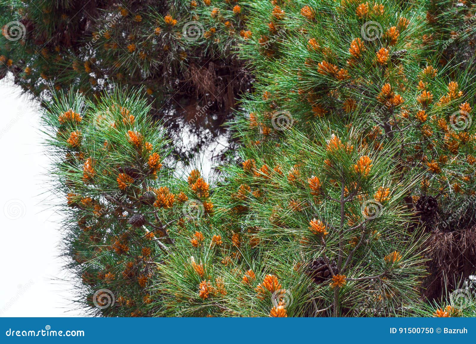 Blooming Pine Tree stock photo. Image of garden, christmas 91500750
