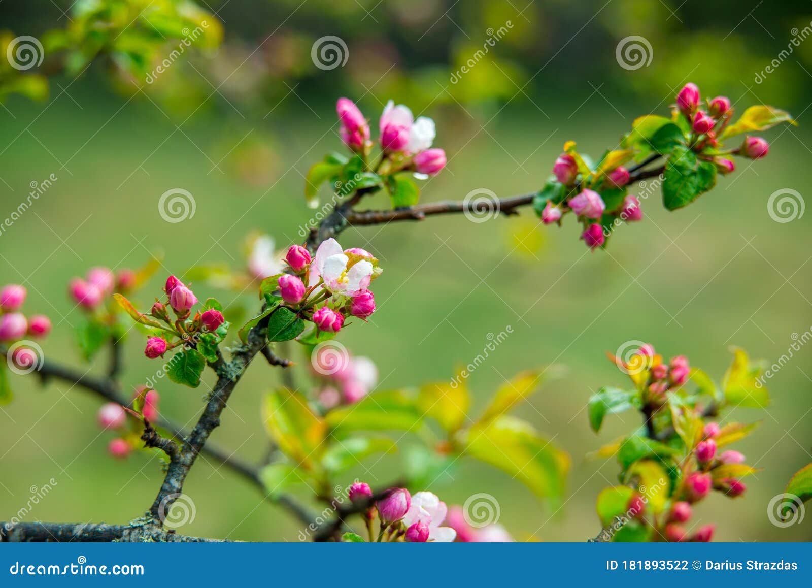 blooming pink apple tree close up after rain