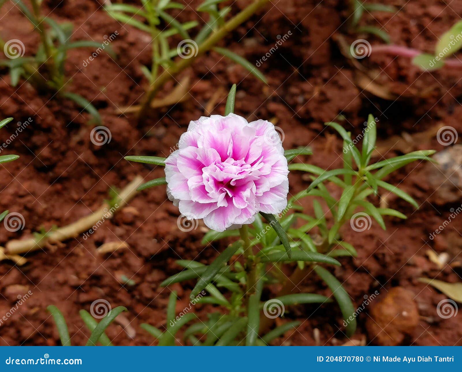 Blooming Pink Flower on Red Soil Stock Photo Image of green, nature 204870780