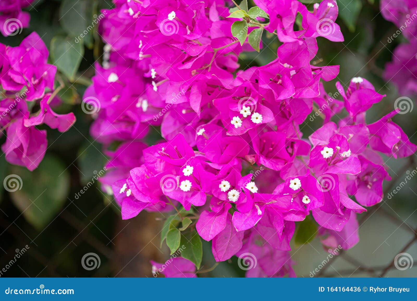 blooming pink flowers of bougainvillea in garden