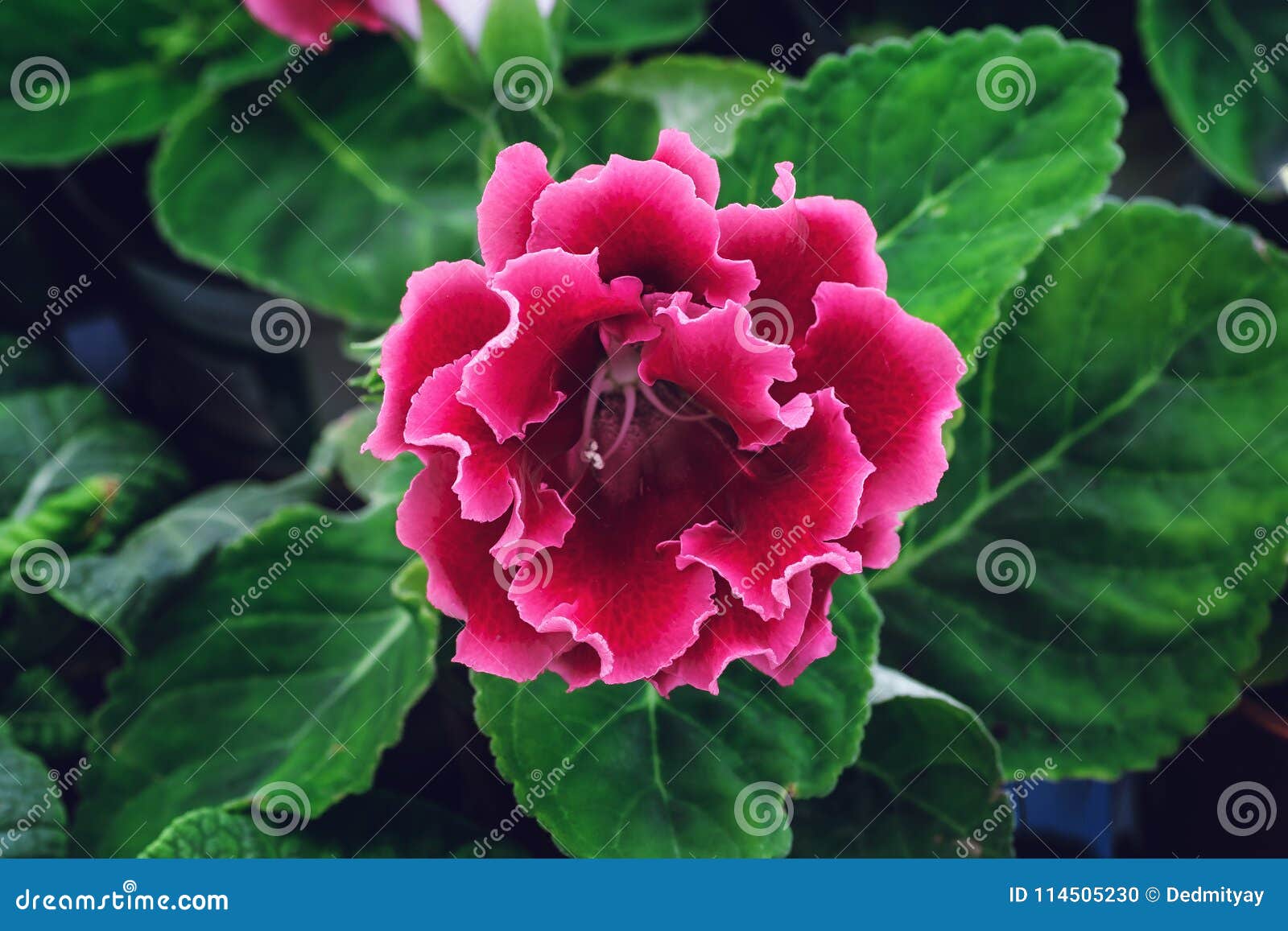 Blooming Pink Gloxinia or Sinningia Speciosa, Ornamental Plant Flower,  Macro Photo Stock Photo - Image of green, decoration: 114505230