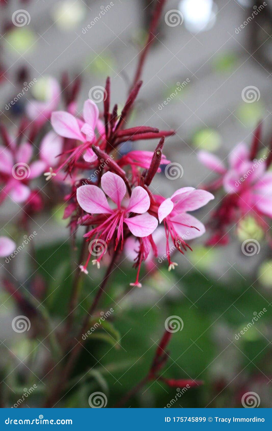 blooming pink guara belleza flowers
