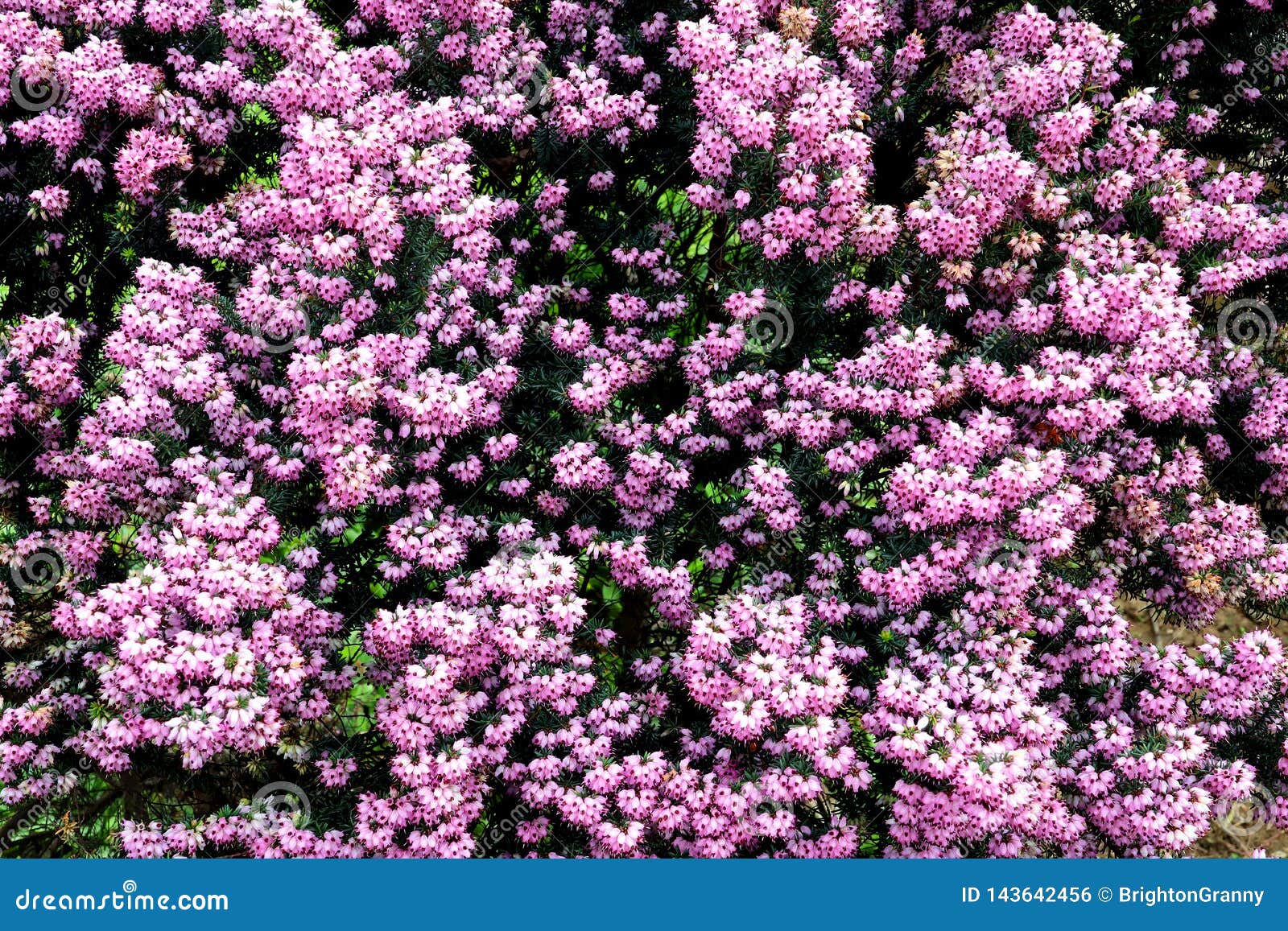 Blooming Pink Heather Shrub Stock Photo - Image of shrub, flowering