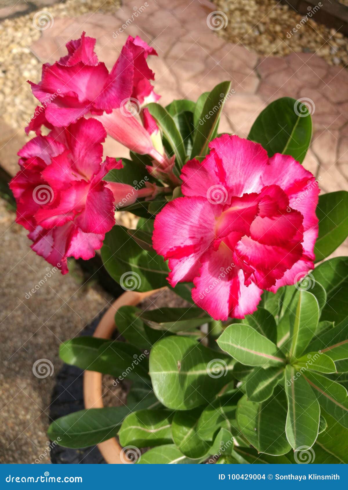 Pink impala lily stock photo. Image of plant, azalea - 100429004