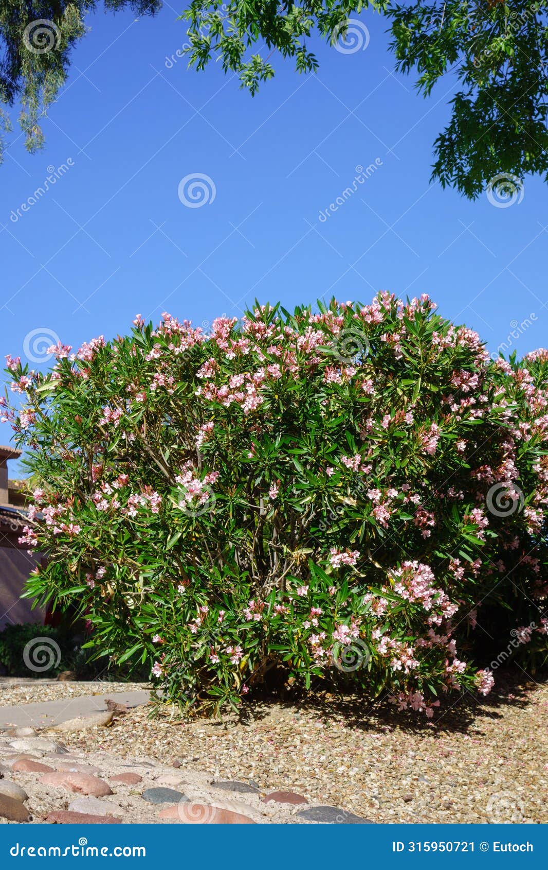 blooming pink oleander shrubs in spring