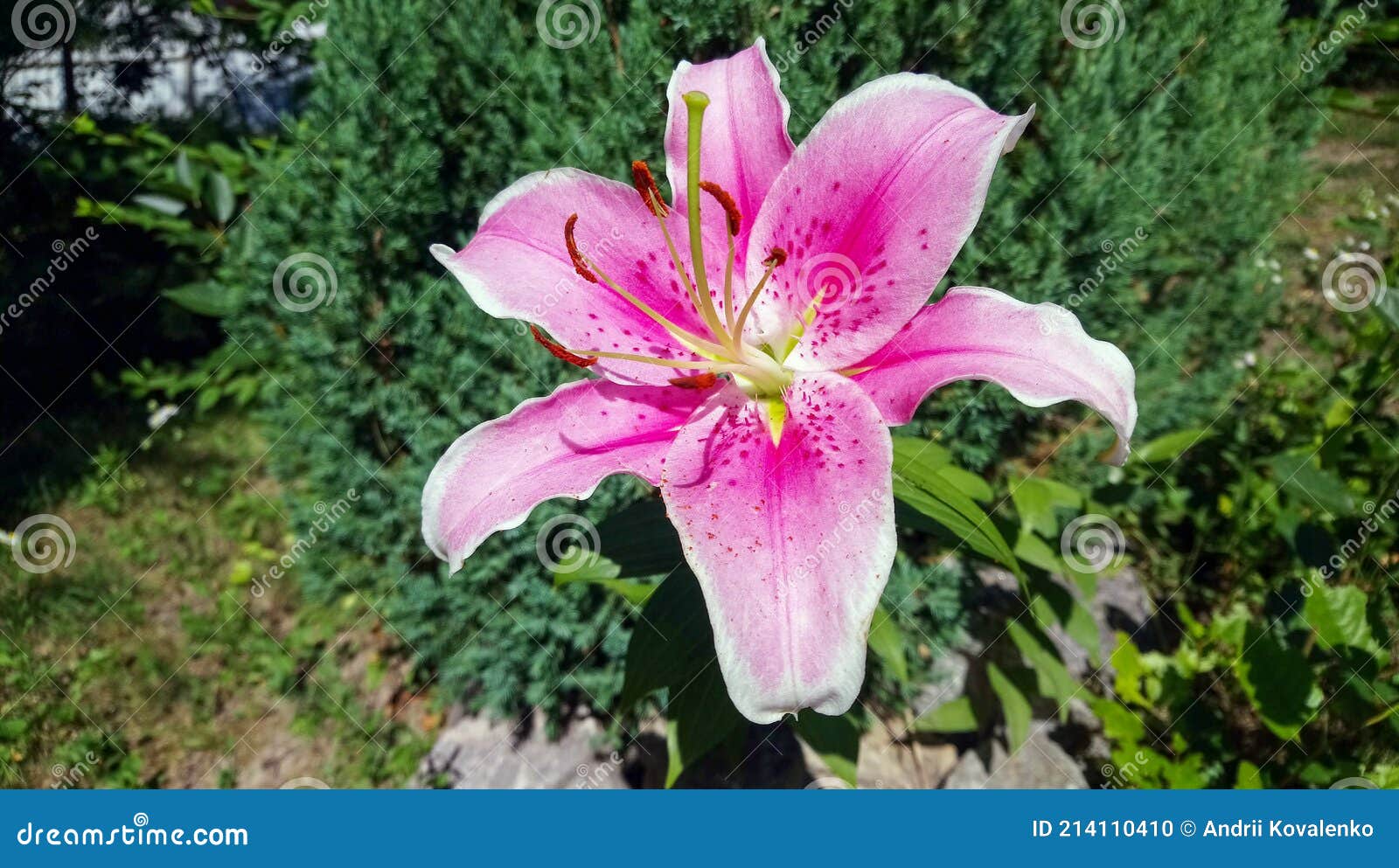 Blooming pink royal lily stock photo. Image of flower - 214110410