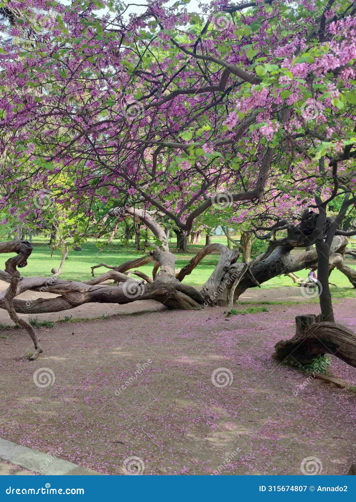 blooming pink spreading tree cercis siliquastrum in the park