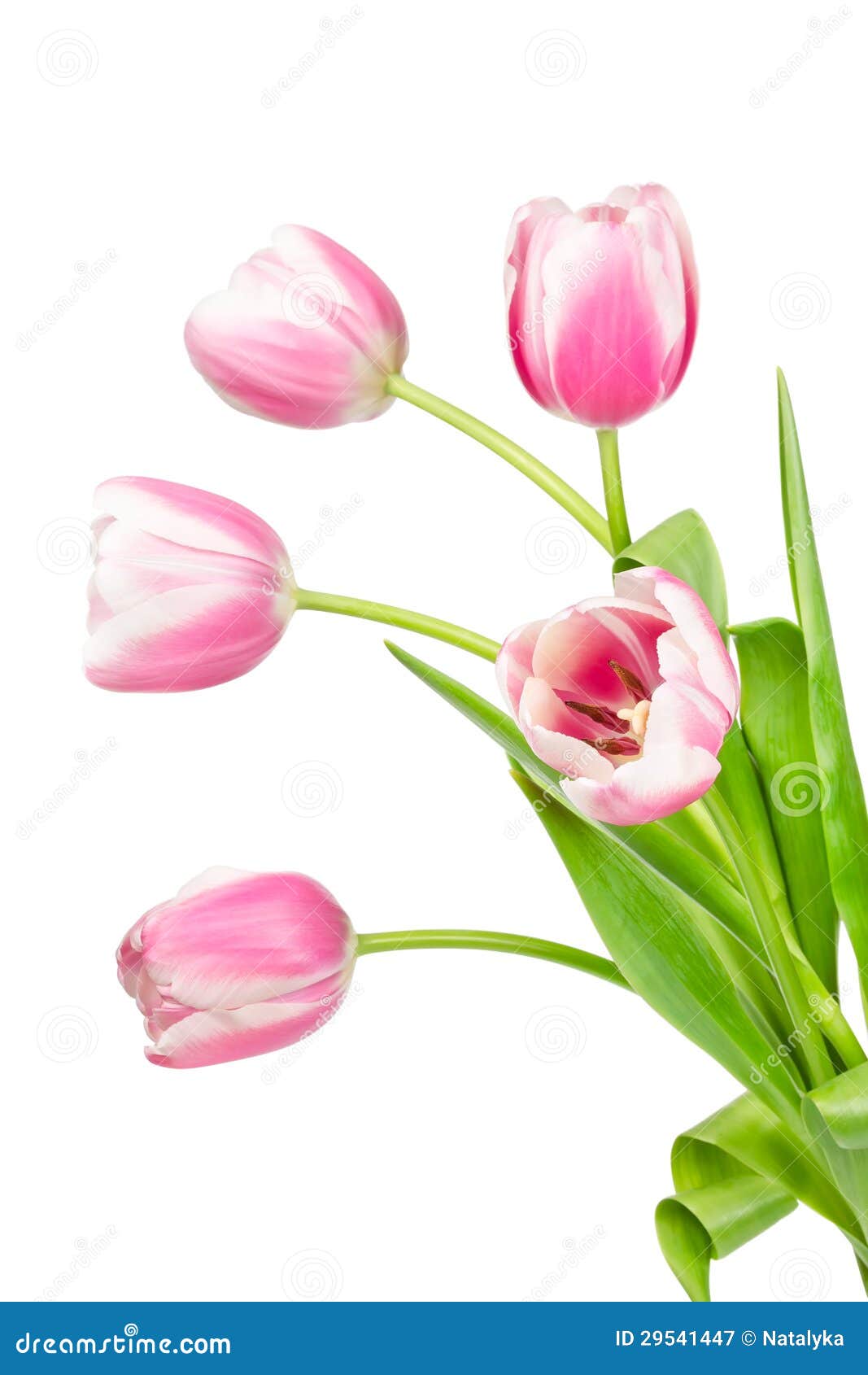 Blooming pink tulips stock image. Image of gift, flora - 29541447