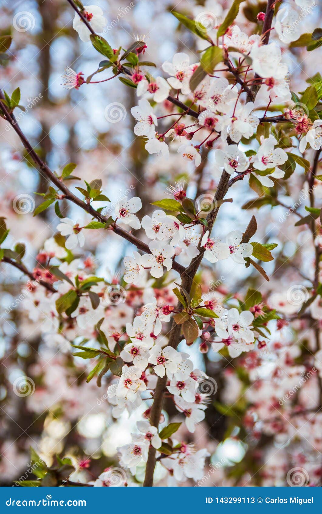 Blooming Plum Blossoms And Branches Close Up At Sunset Stock Image