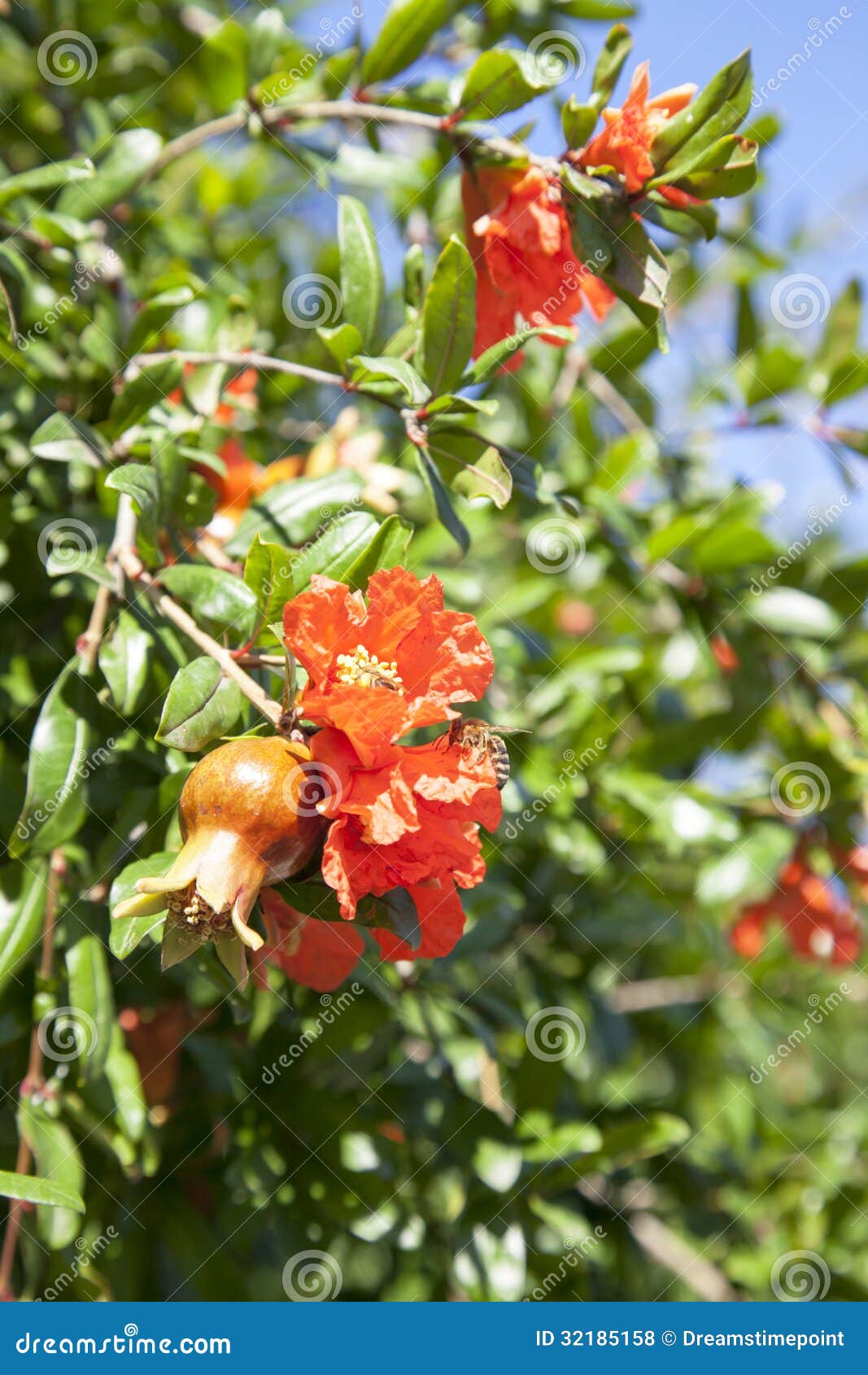 Blooming pomegranate tree stock photo. Image of healthy 32185158