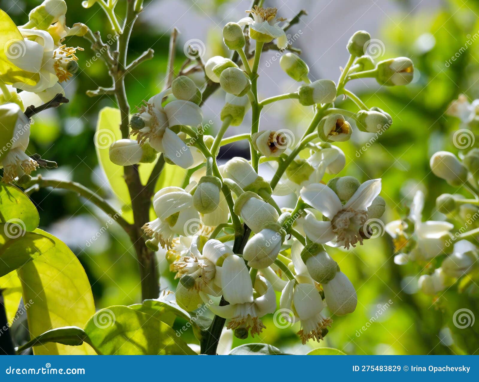 Blooming Pomelo Tree (lat. Citrus Maxima) with Fragrant White Flowers