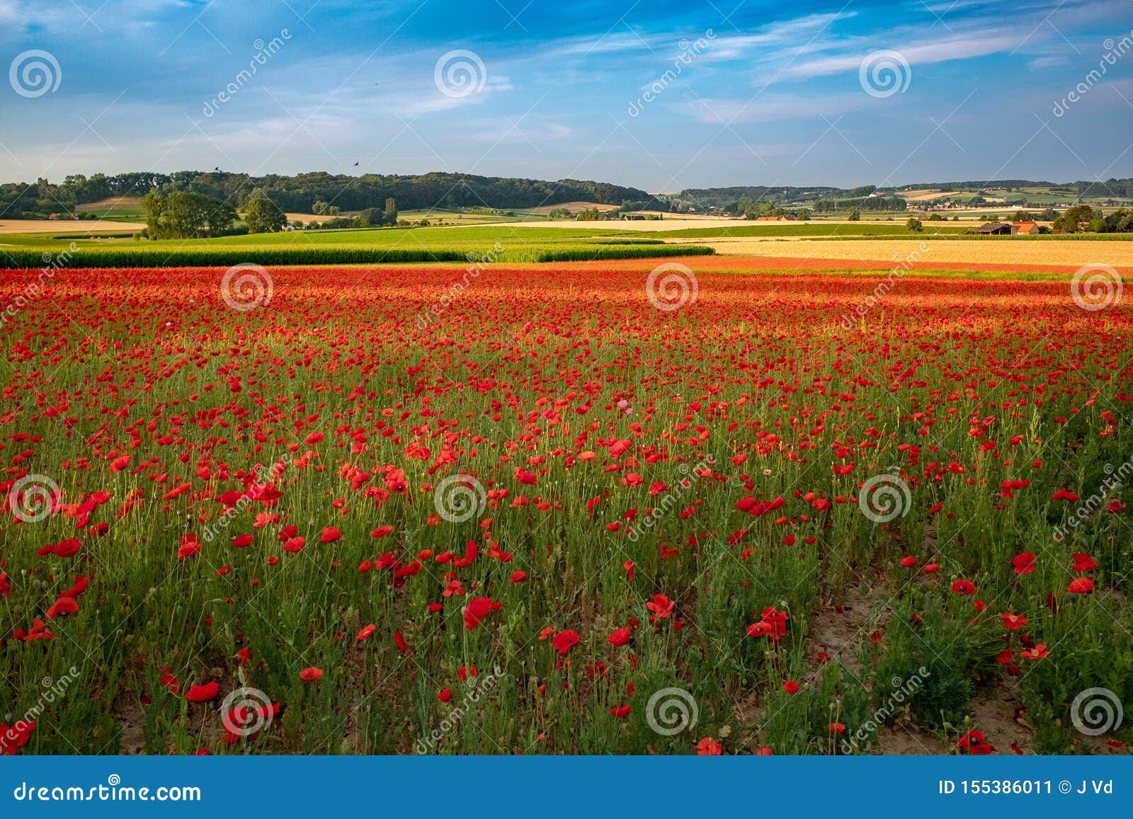 blooming poppies in flanders fields