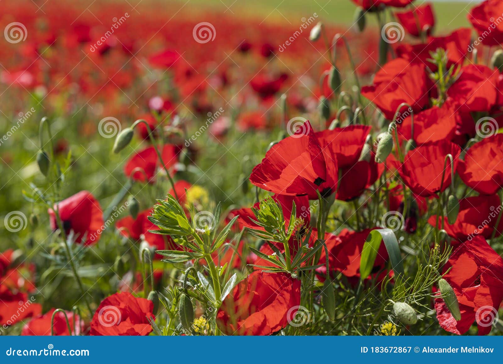 blooming poppy fields in the spring in the mountains