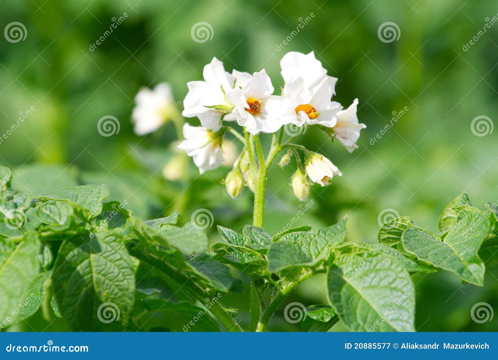 Blooming potato bush stock image. Image of gardening 20885577