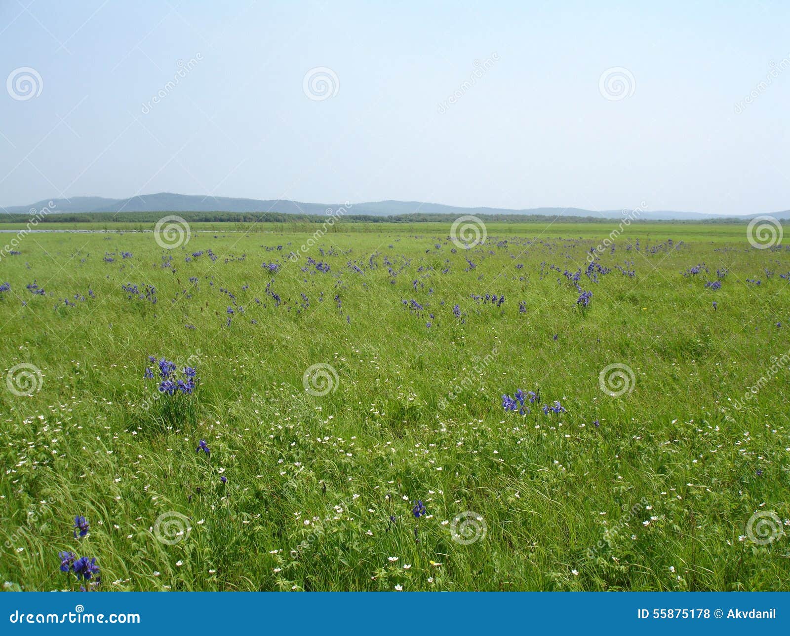 Blooming prairie stock photo. Image of ecology, blue 55875178