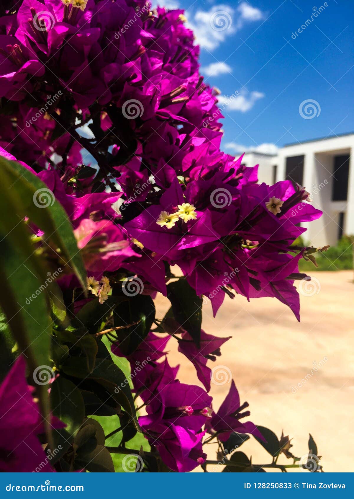 Blooming Purple Flowers View Stock Image Image of botany, background 128250833