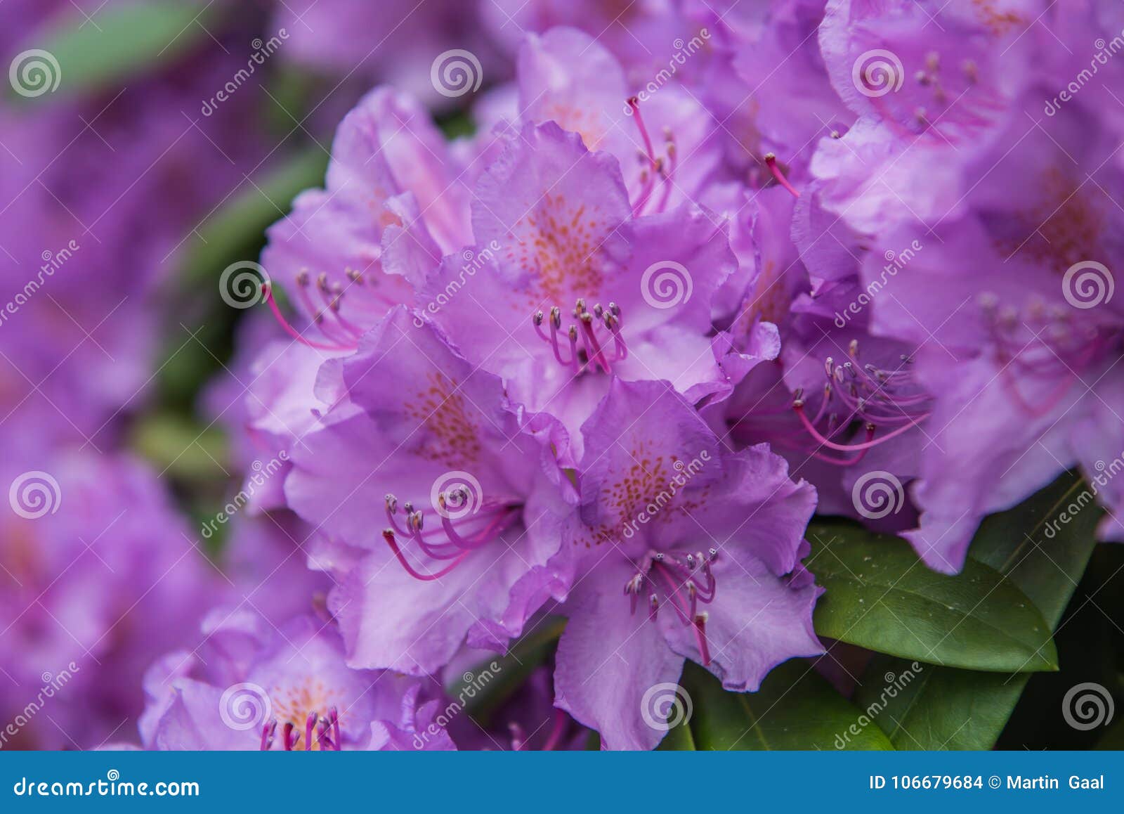 blooming purple rhododendron, petals detail
