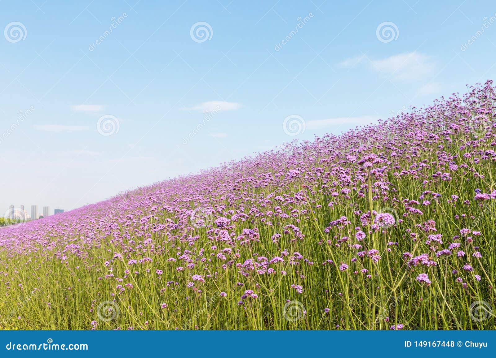blooming purple verbena bonariensis