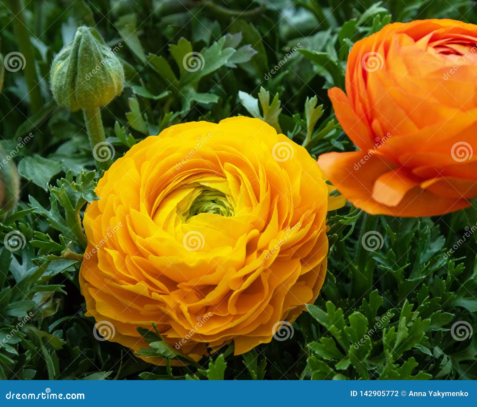 Blooming Ranunculus on a Background of Green Leaves Stock Photo Image
