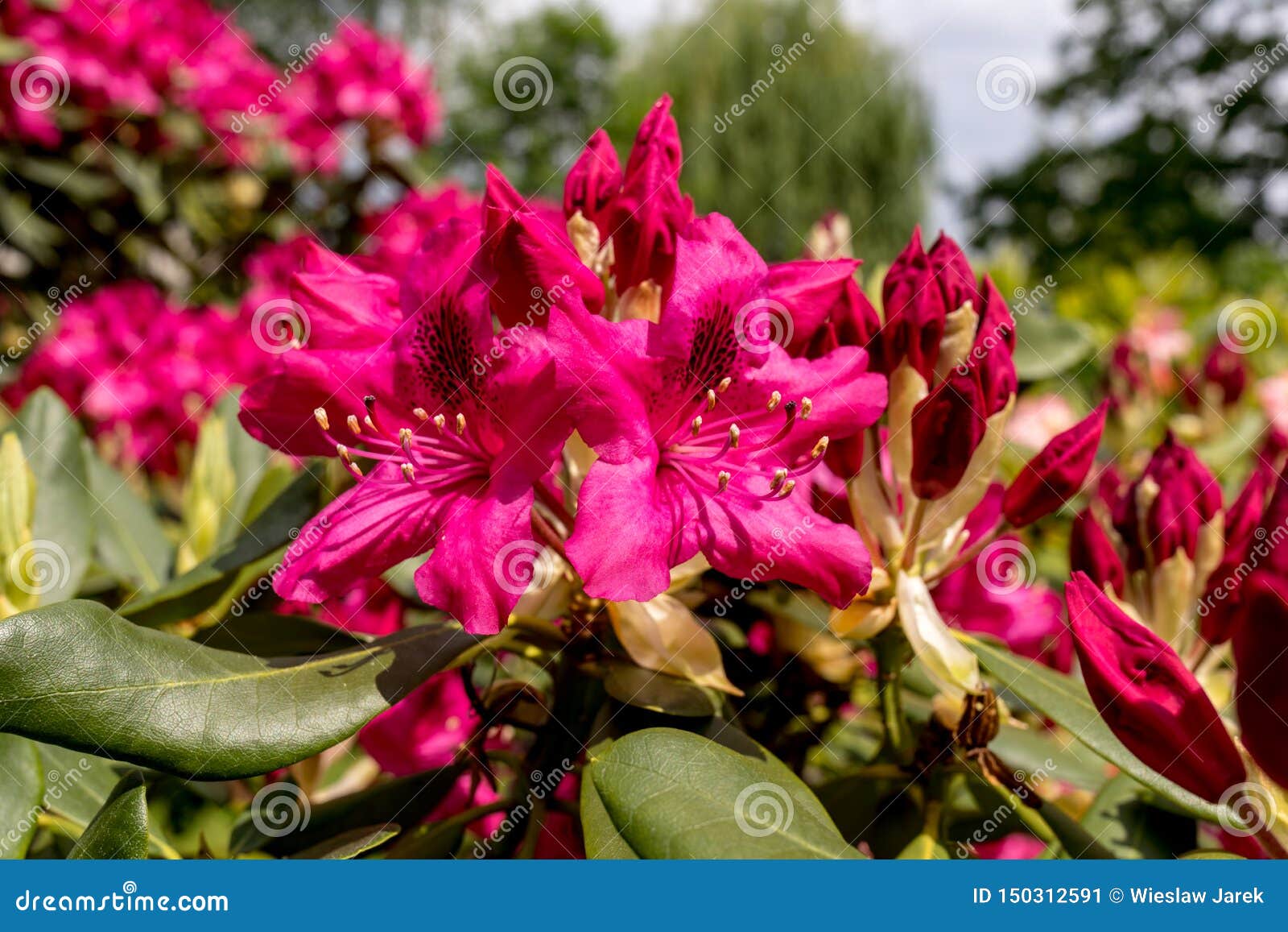 Blooming Red Flowers Of Rhodenrona A Great Decoration For Any Garden