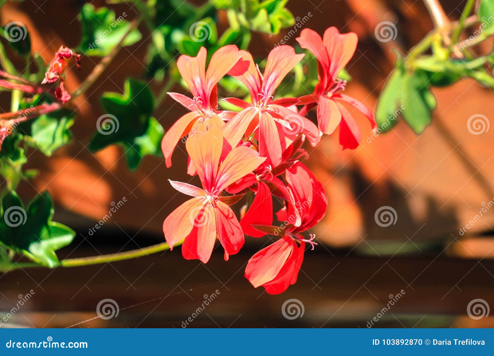 Blooming Red Flowers in a Sunny Day. Stock Photo - Image of natural ...