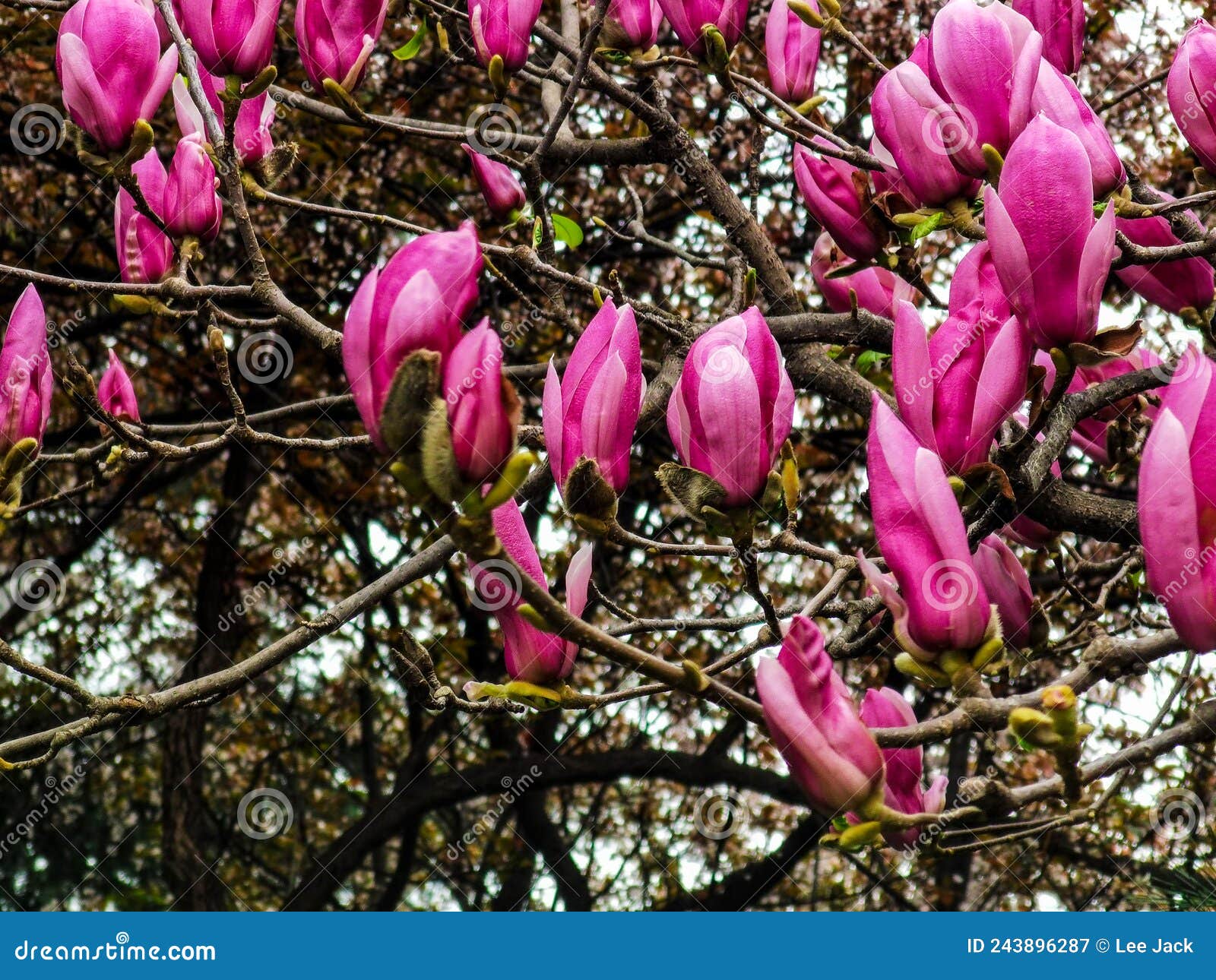 blooming red magnolias with colorful textured background with bokeh and a grainy texture and noise on all image surface.