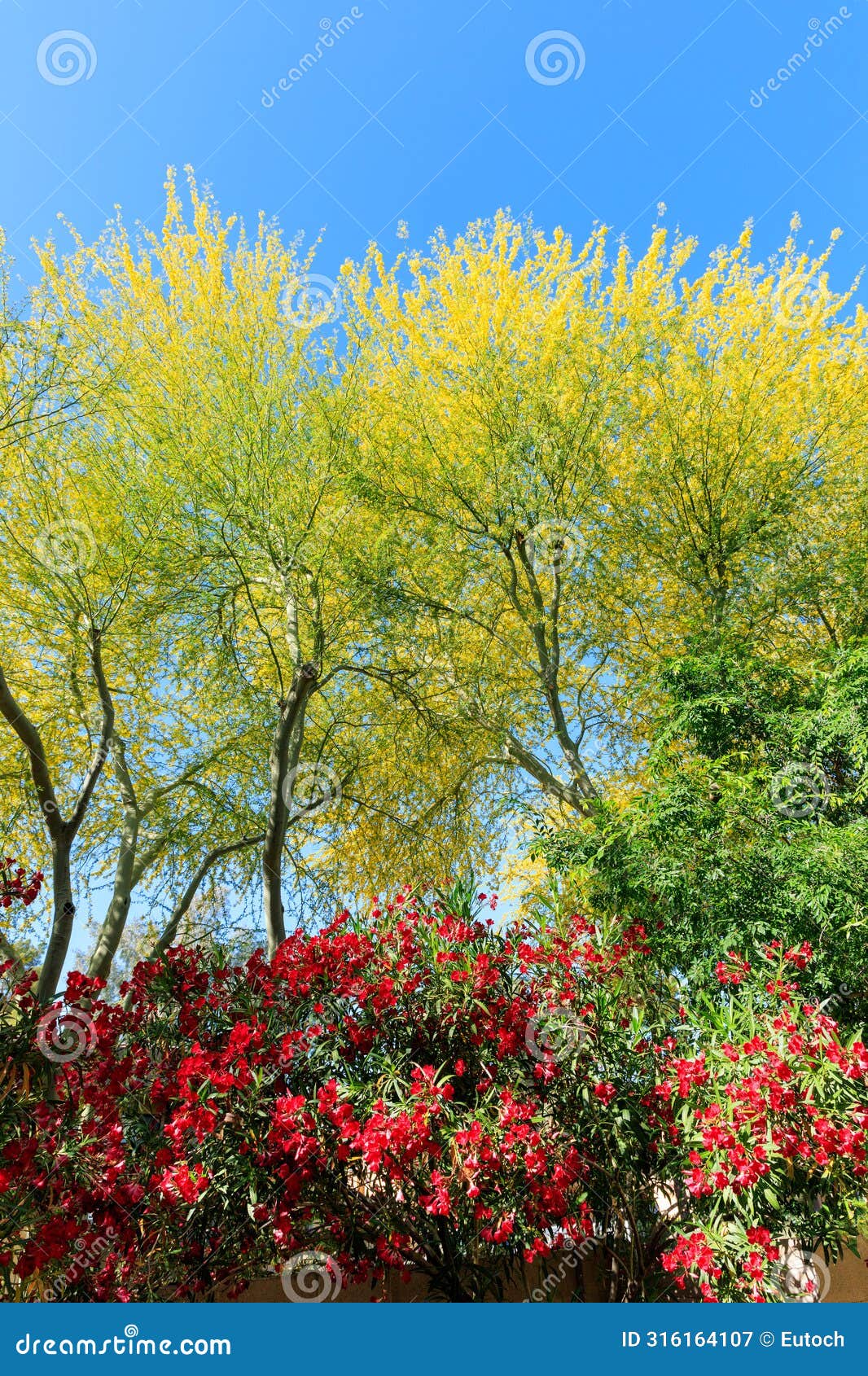 blooming red oleander and palo verde in spring