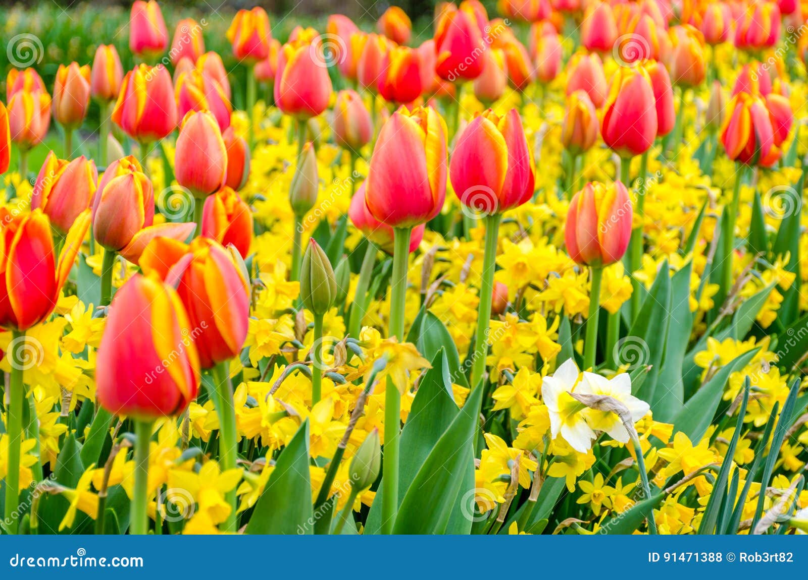 Blooming Red Tulips and Yellow Narcissus Flowers in Keukenhof Garden in ...