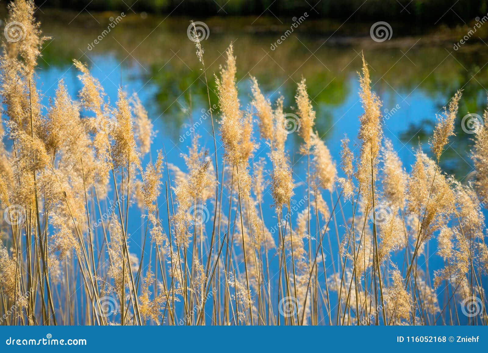 Blooming Reed in Front of the Deliberately Blurred Pond with the