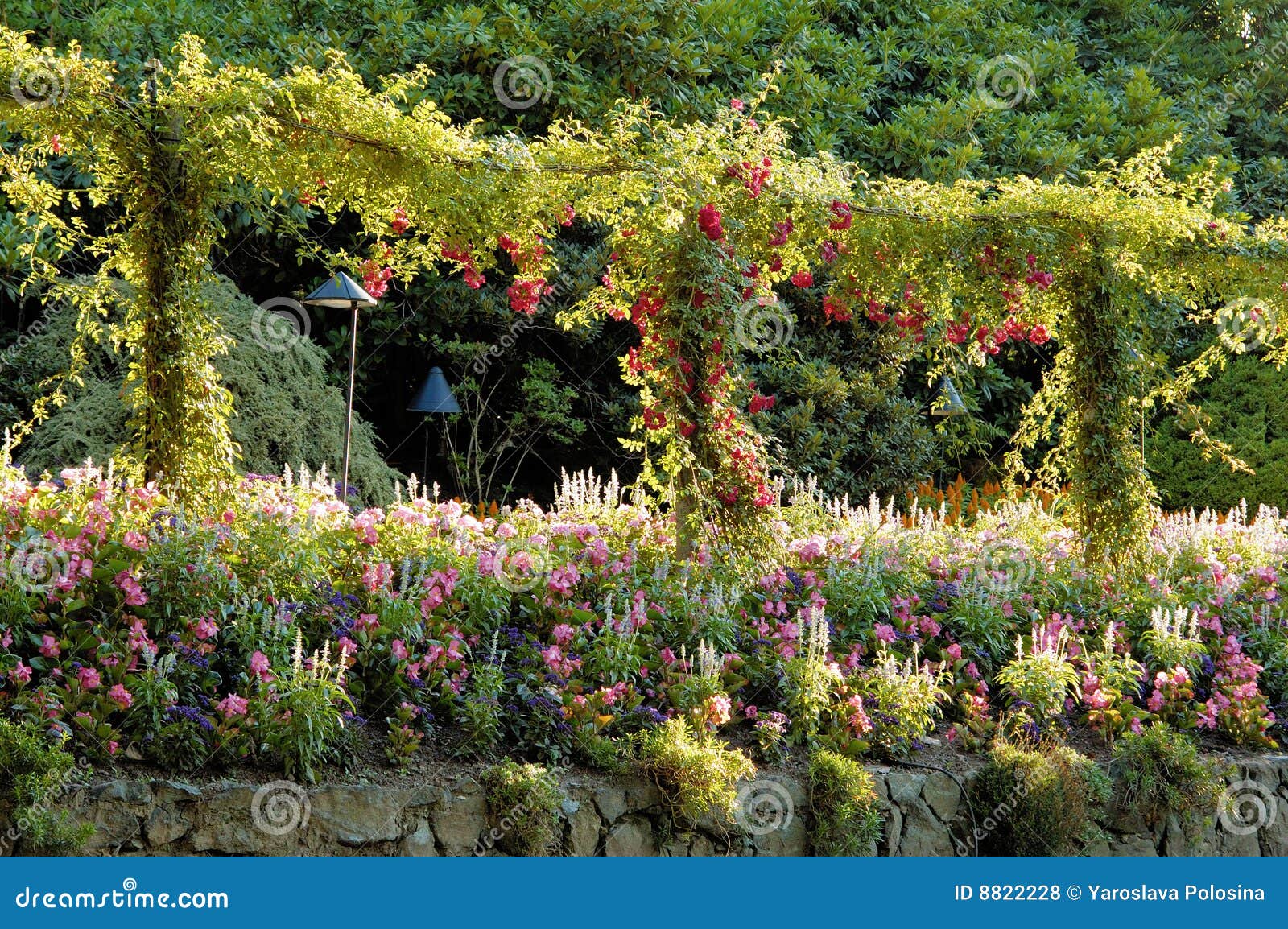 Blooming rose espalier stock photo. Image of season, life 8822228