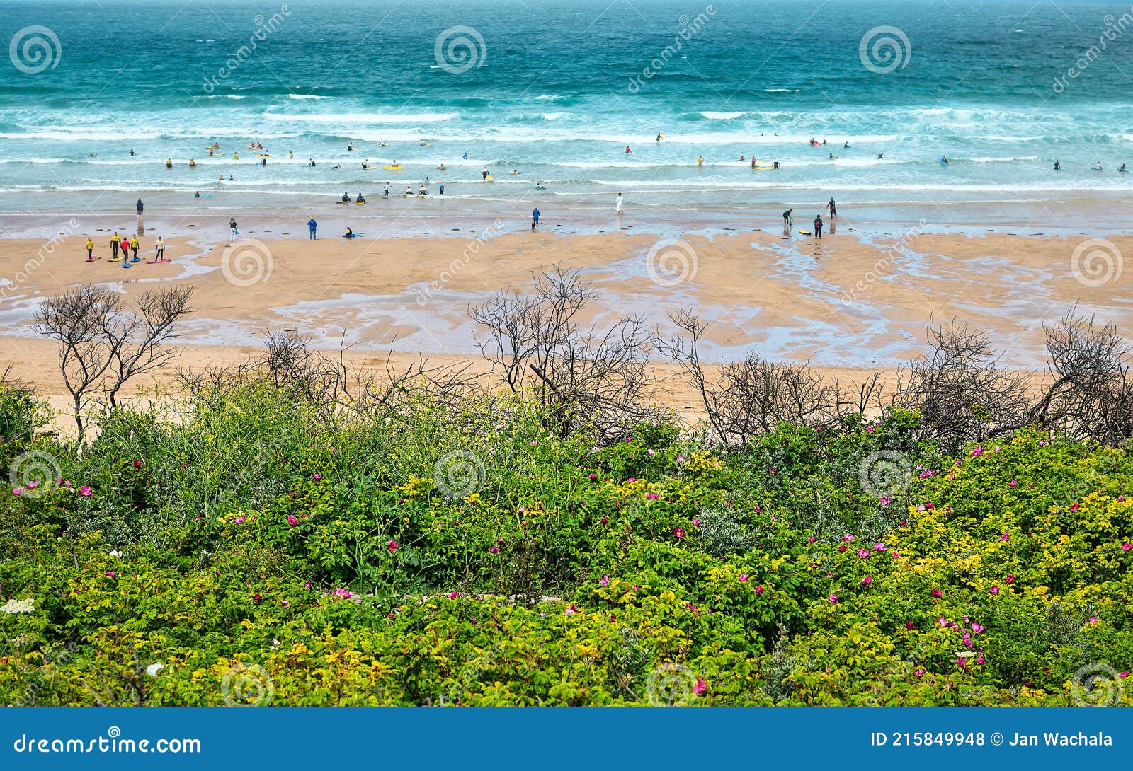 Blooming rose flowers stock photo. Image of blooming 215849948