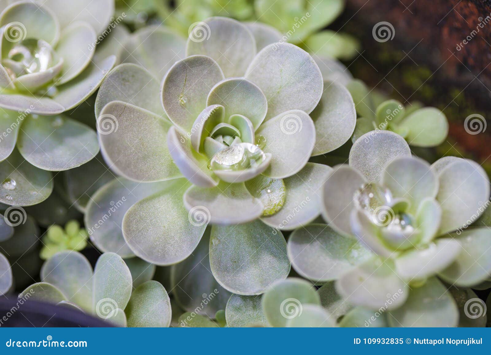 blooming round d cactuses. cactus decor. cactus flower. cactus desert. cactus landscape.