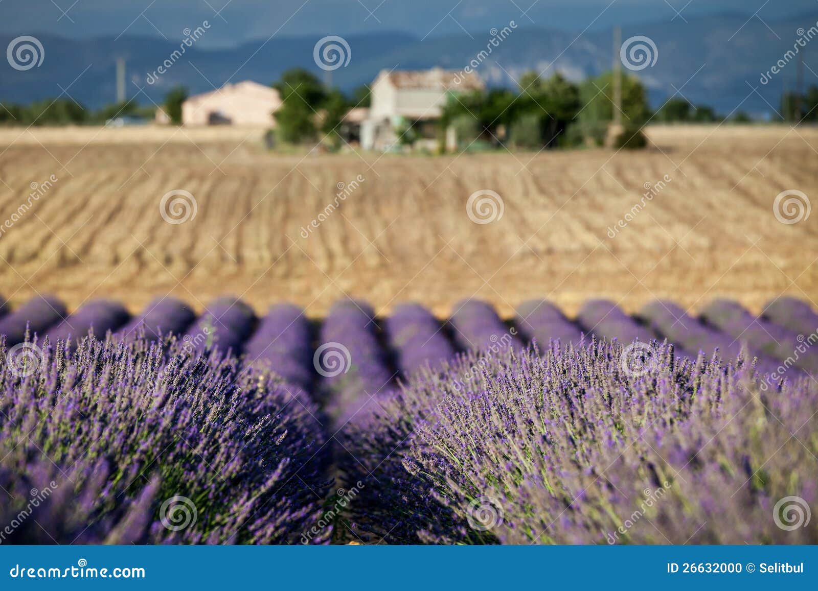 Blooming Rows of Lavender, Provence, France Stock Photo Image of