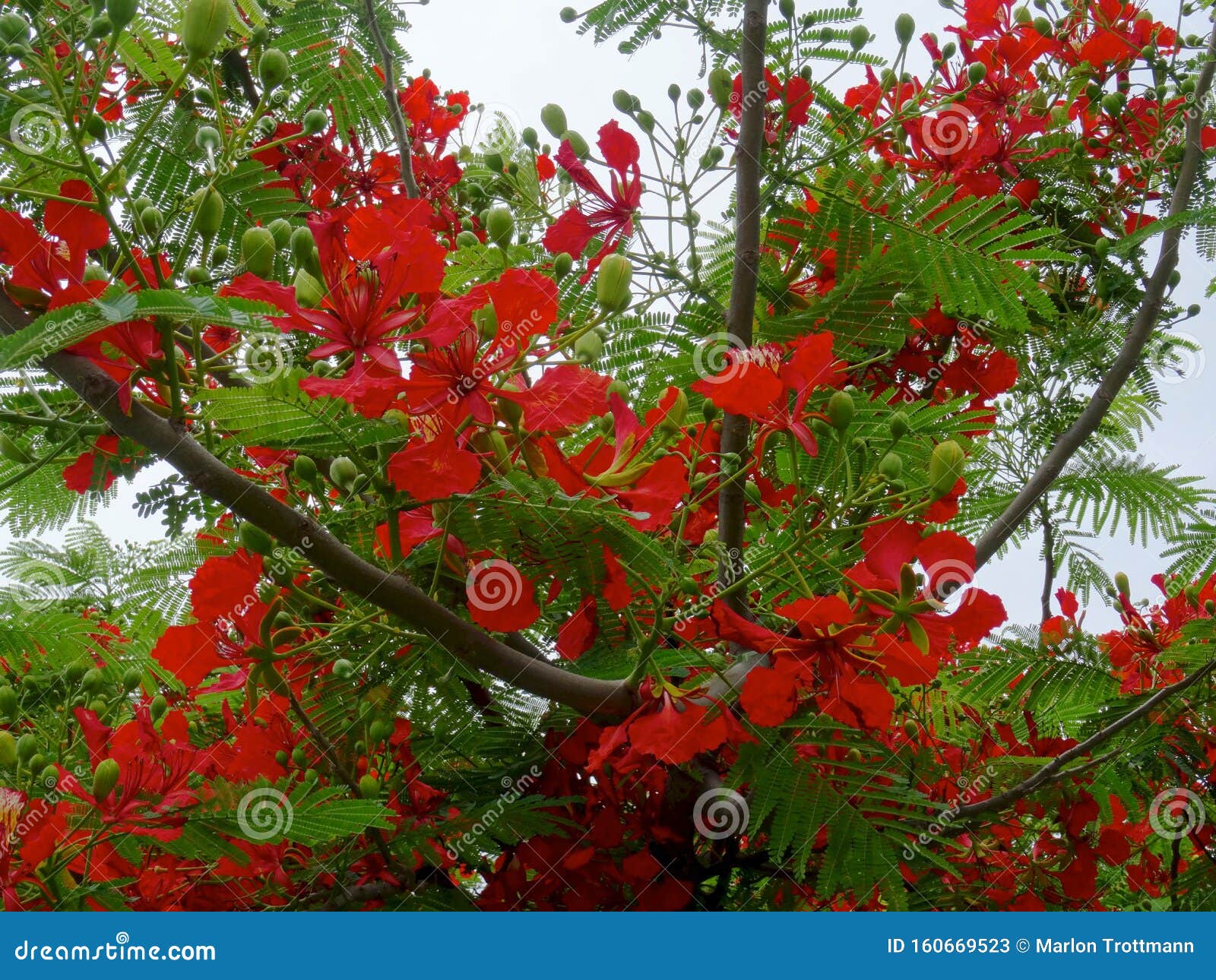 Blooming Royal Poinciana Tree Stock Image - Image of panoramic, delonix:  160669523