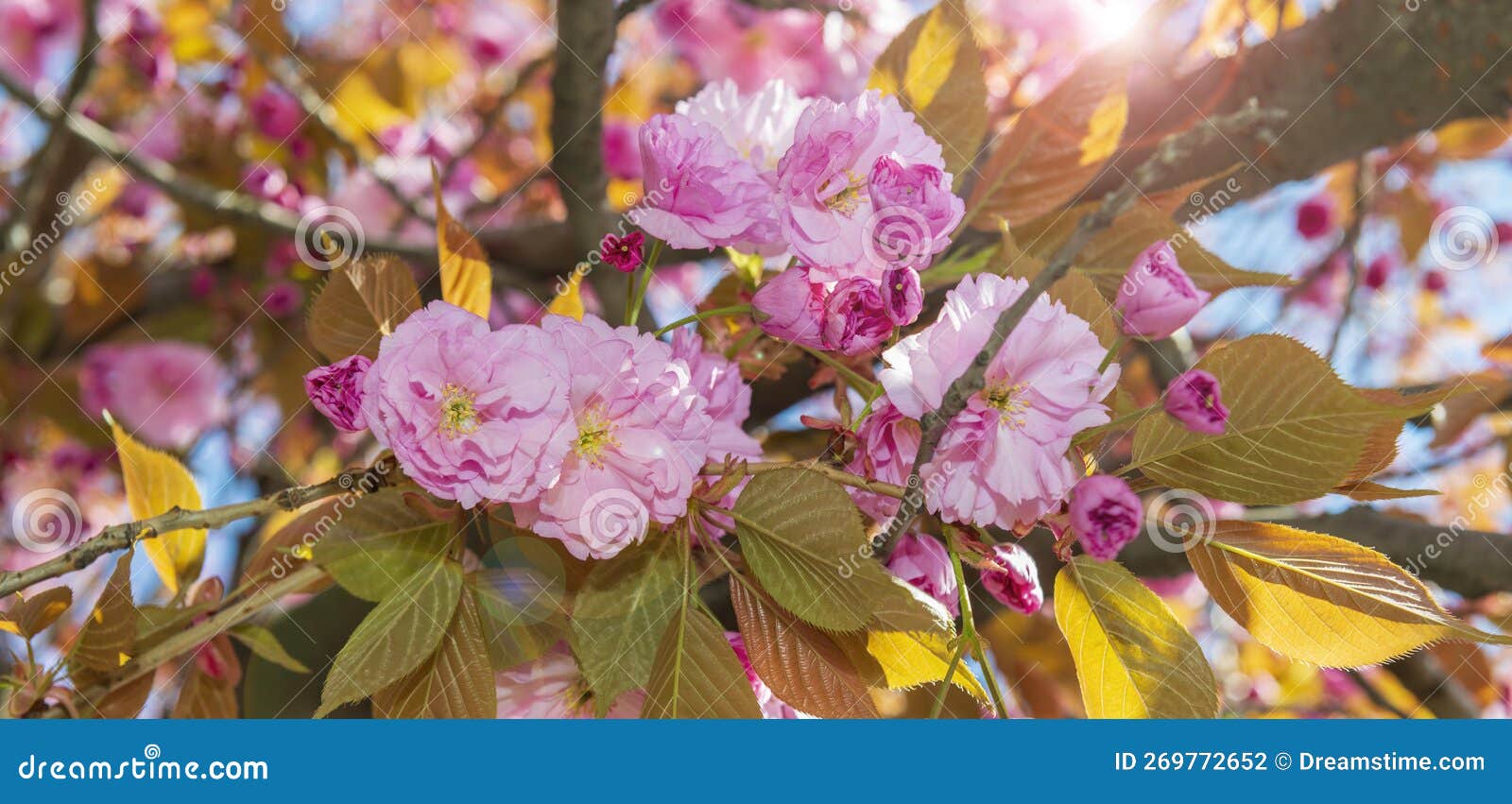 Blooming sakura banner stock photo. Image of sakura 269772652