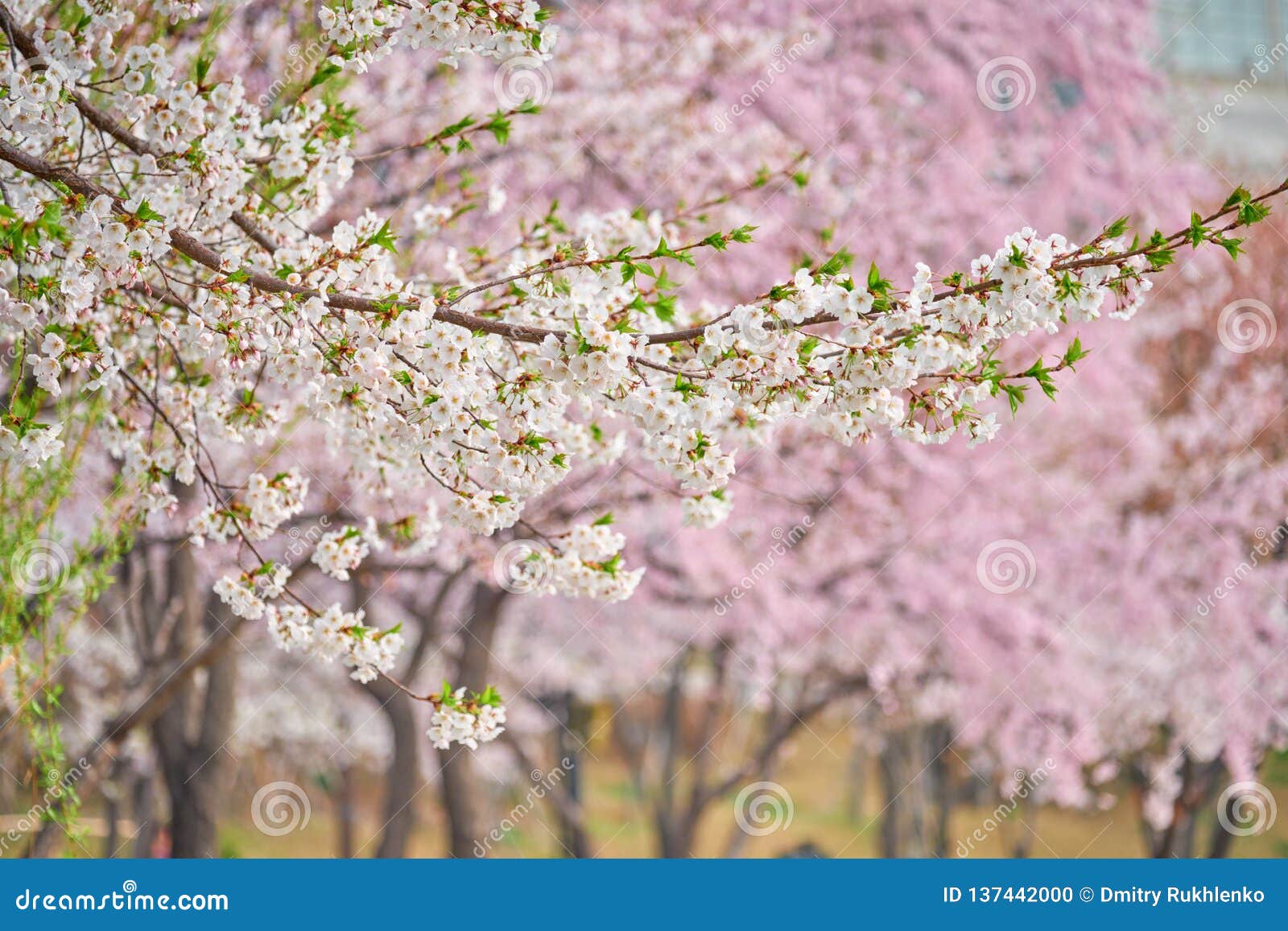 Blooming Sakura Cherry Blossom Stock Photo Image Of Freshness