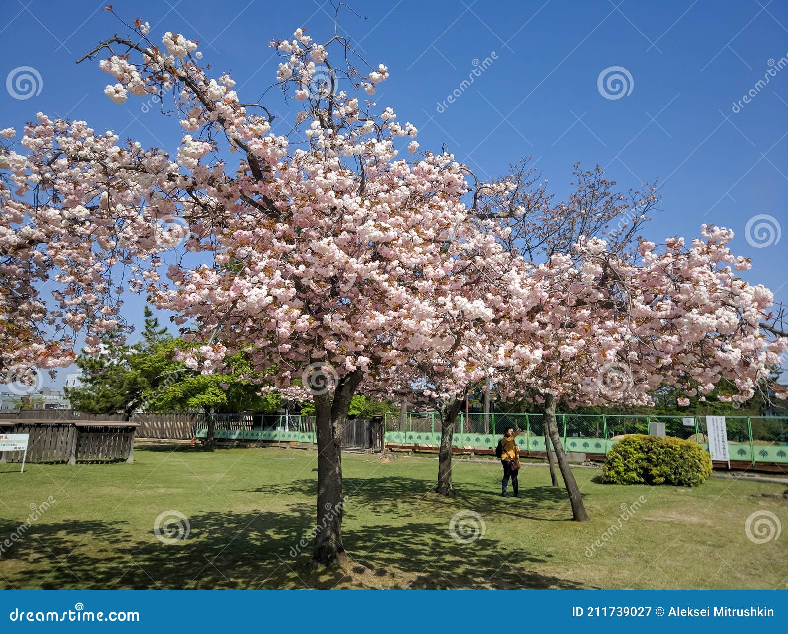 Blooming Sakura in Nara Park, Nara Editorial Photography - Image of ...