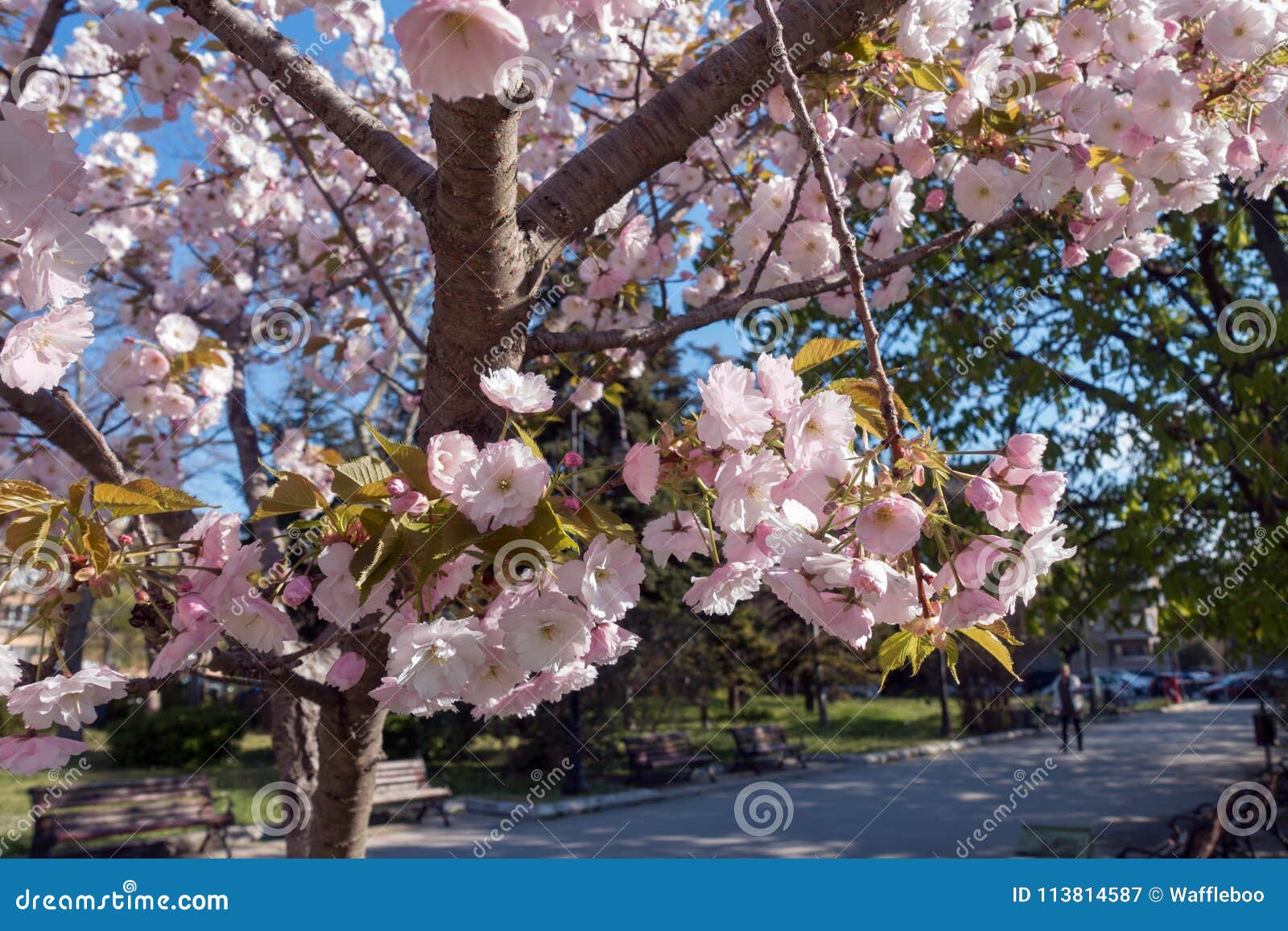 Blossoming Sakura Tree Varna Bulgaria Stock Image 