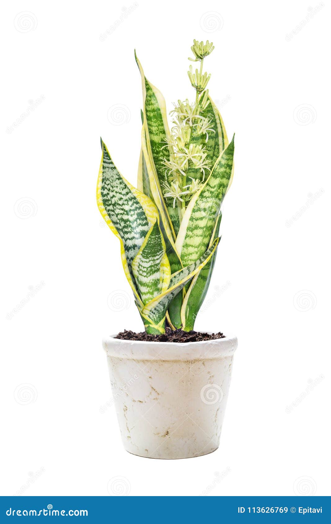 Blooming Sansevieria on a White Background Stock Image - Image of clay
