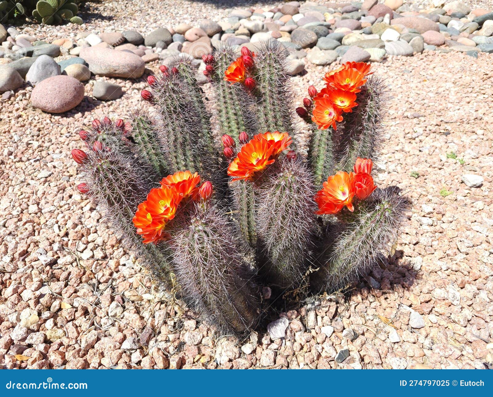 Blooming with Scarlet Flowers Hedgehog Cacti Stock Image Image of