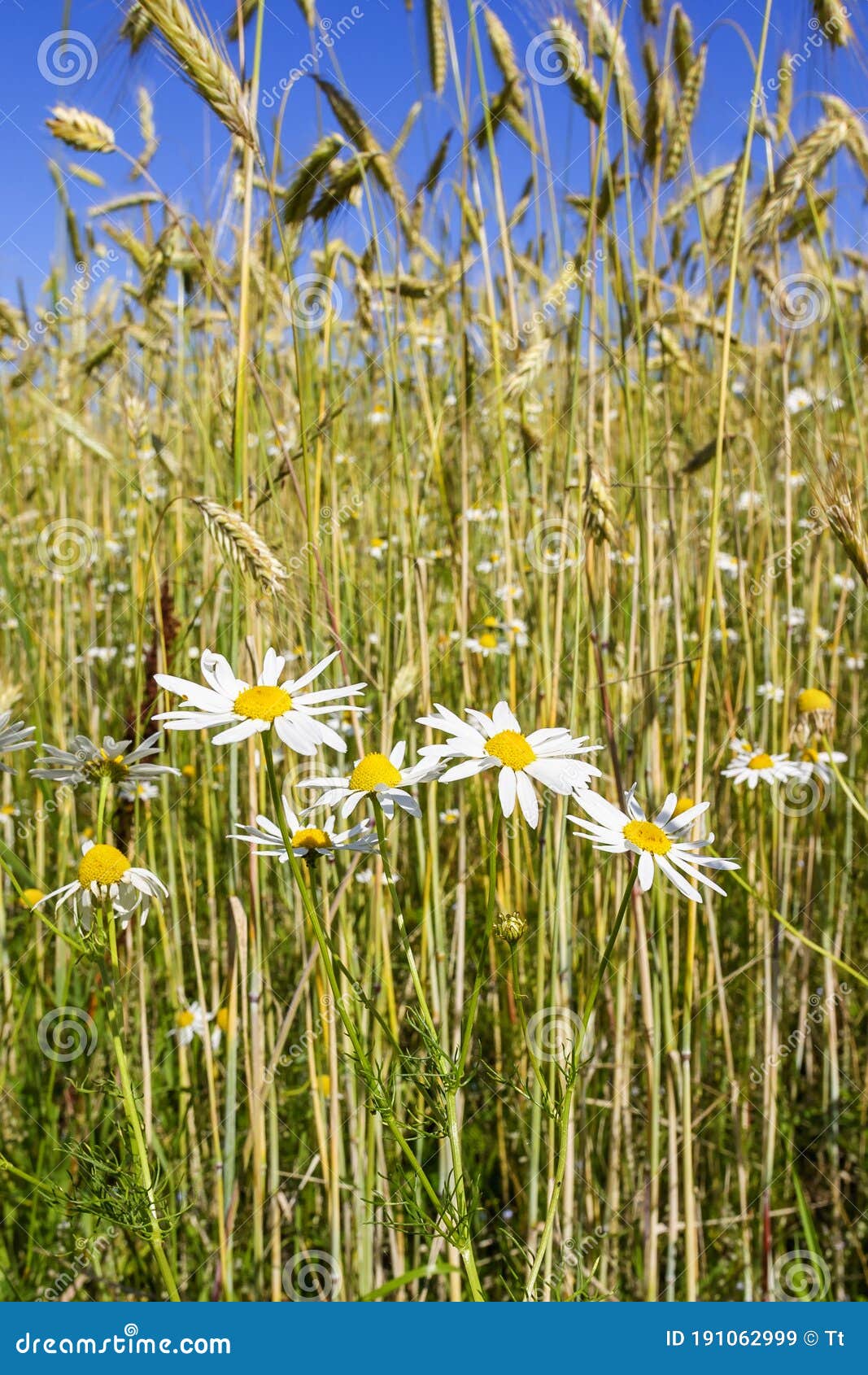 Blooming Scentless Mayweed Flowers in a Corn Field Stock Image Image