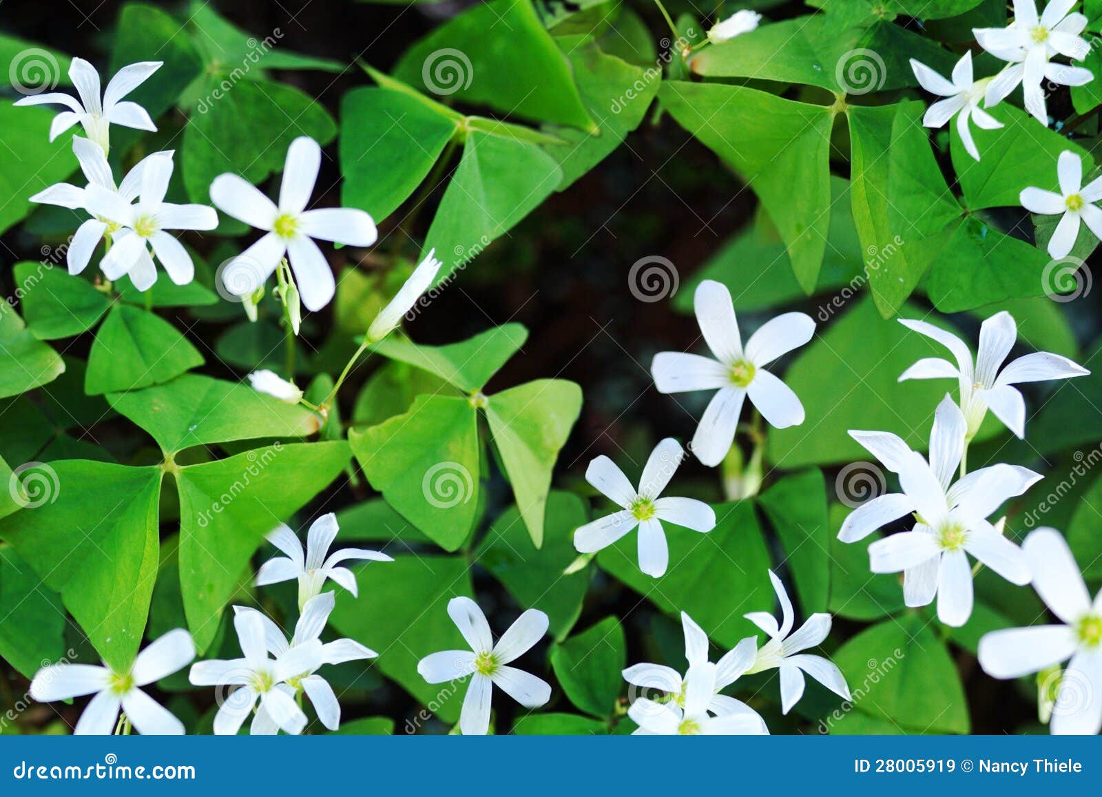 Blooming shamrocks stock image. Image of patrick, lucky 28005919