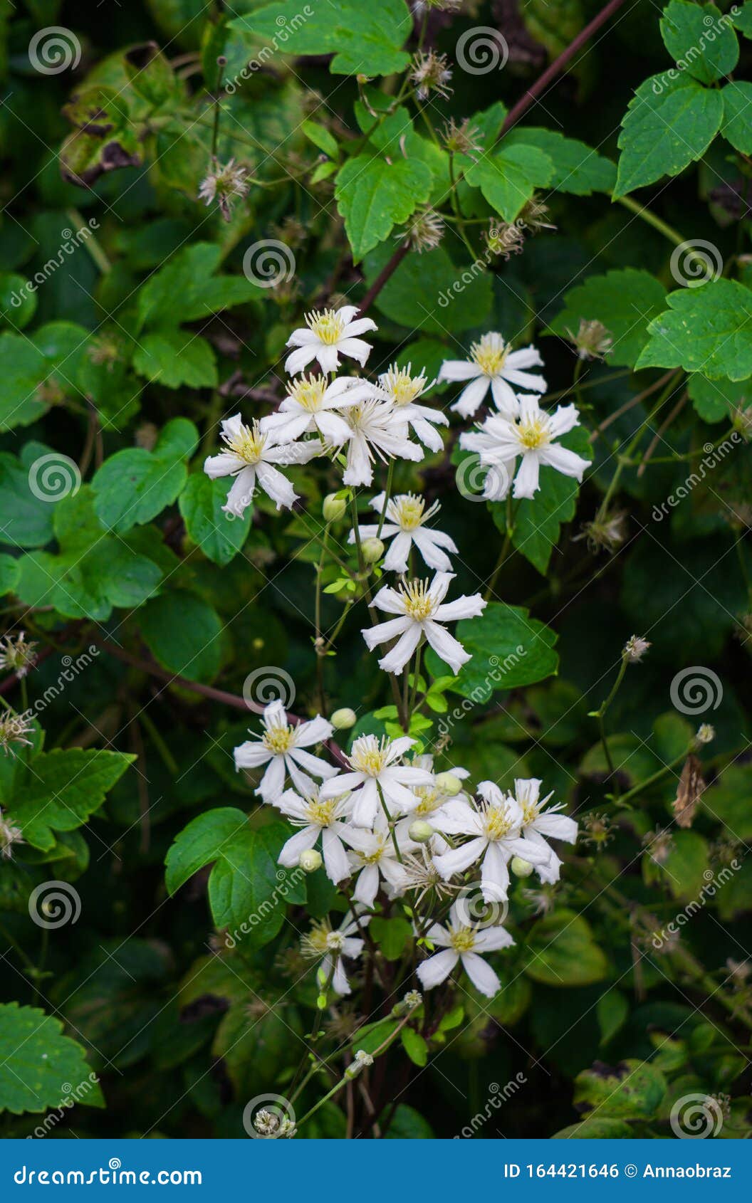 Blooming Small White Decorative Flowers Bush Clematis Stock Photo